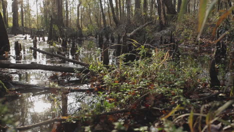 wide angle pan through cypress swamp