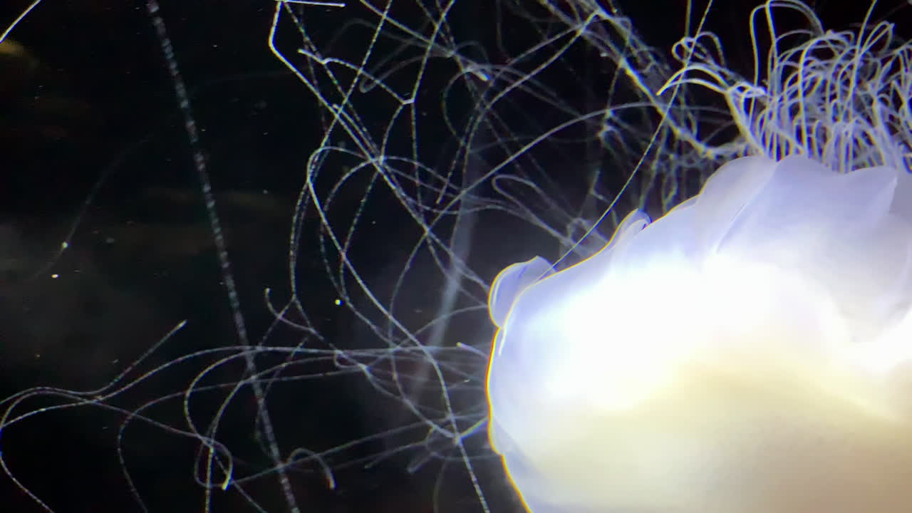 medusas - cyanea nozakii - en el acuario de kamon, japón