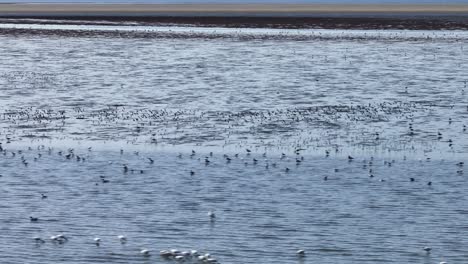 flock of birds flying over new tidal marshes of hinderplaat in oostvoorne