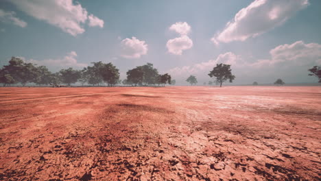 acacia triis in het afrikaanse landschap