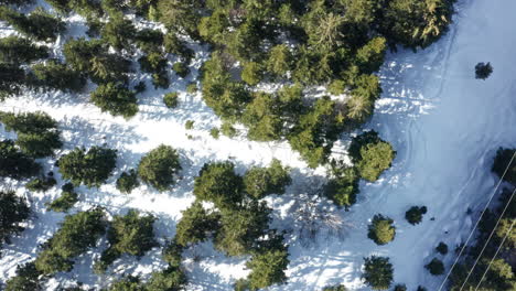 los pinos de invierno sombrean un camino nevado desde una vista aérea, tomando el sol