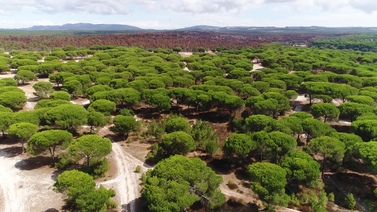 Vista aerea di una foresta verde rigogliosa