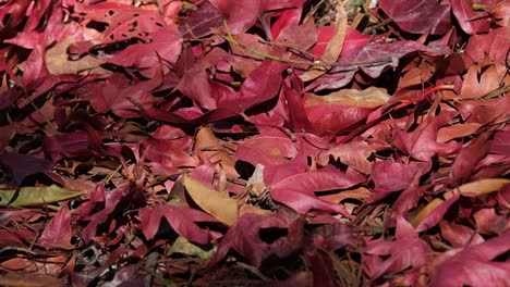 Una-Filmación-De-Estas-Hojas-Caídas-Mientras-Los-Insectos-Se-Mueven-Y-Las-Sombras-Juegan,-Hojas-Rojas-De-Otoño-En-El-Suelo,-Tailandia