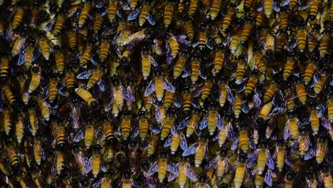 巨型蜜蜂 (giant honey bees) 建立了巨大的巢穴, 裡面有對稱的<unk>袋, 用來儲存蜂蜜作為食物來源.