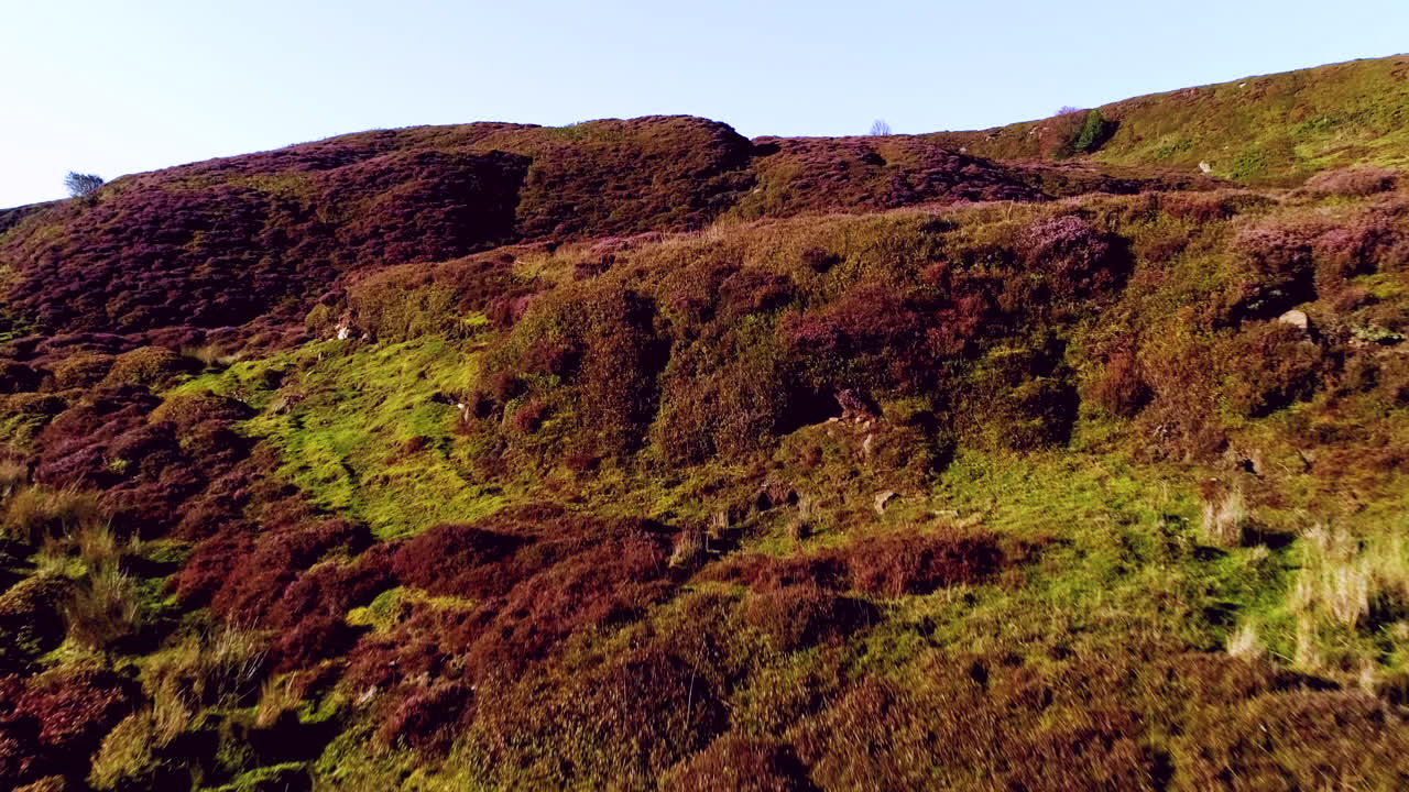 Lyng i North York Moors ved Danby Dale - Luftoptagelser med drone af lyng i fuldt flor om sommeren - Klip 4a