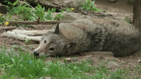 wolf sleeping on the ground in the zoo