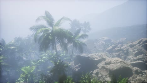 los rayos del atardecer a través de las palmeras