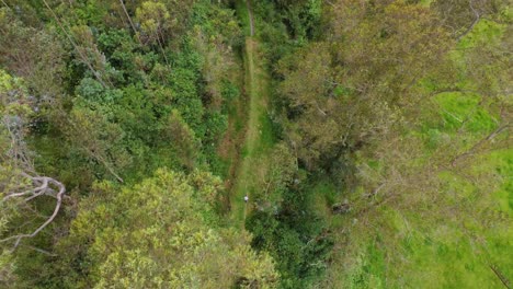 Zenithal drone shot of a runner through the forest