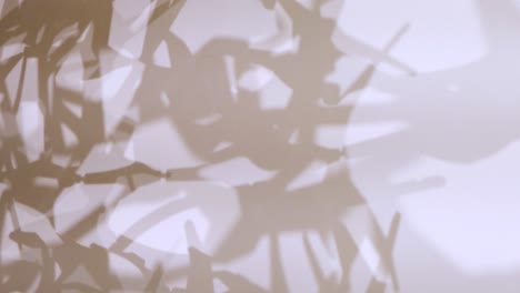 shadows of leaves on a wall