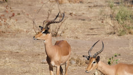 medium-sized antelope impala on the savannah desert in southern africa