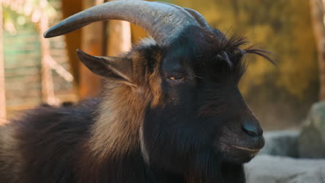 close-up of a black and brown goat