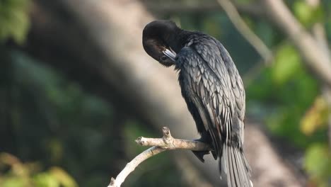 Cormorán-En-El-árbol-Mp4.