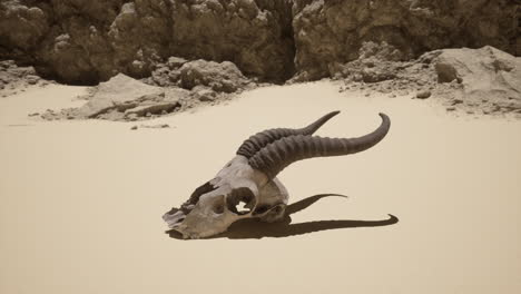 a skull in the desert