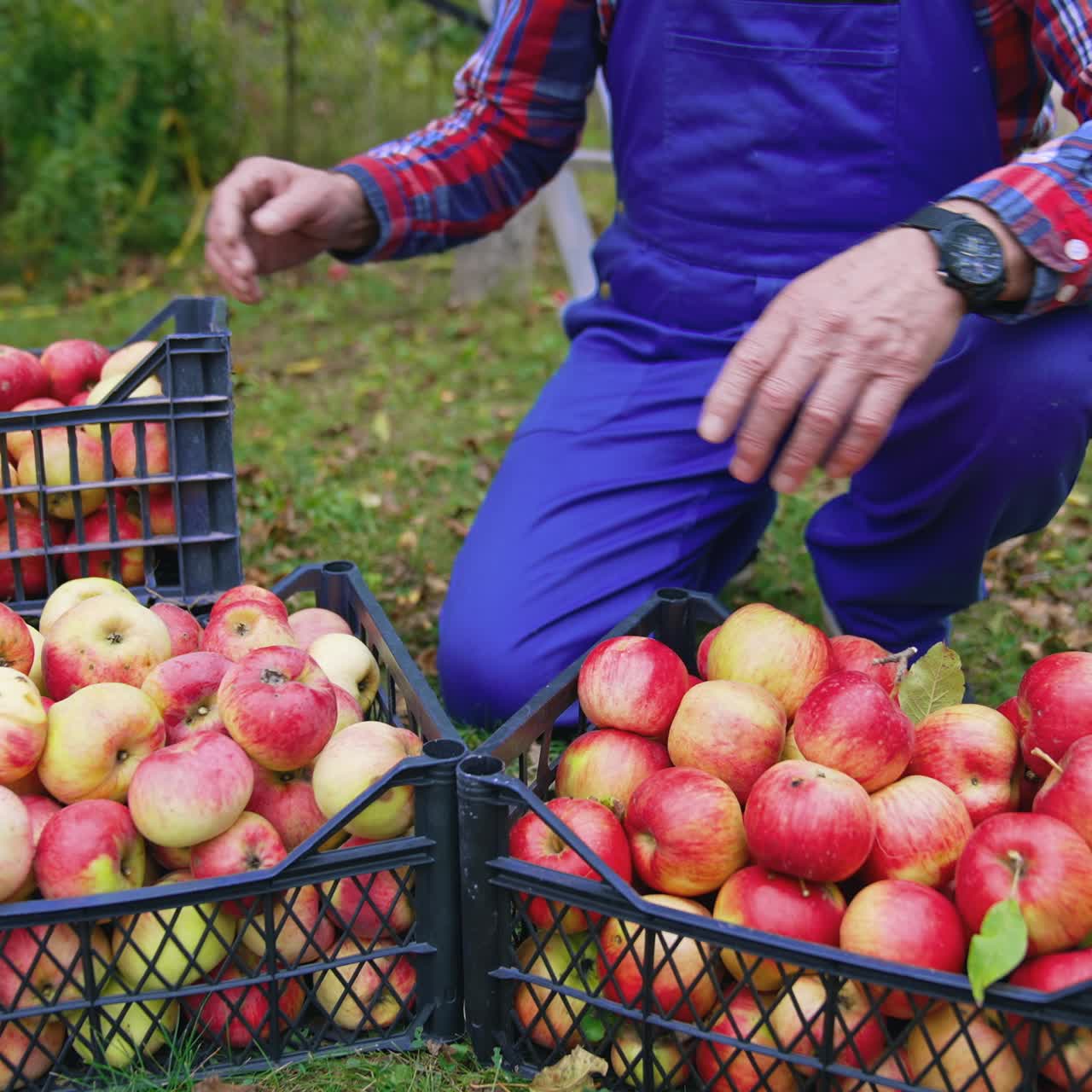 Farmer working with baskets full of apples. Organic fresh fruits in baskets