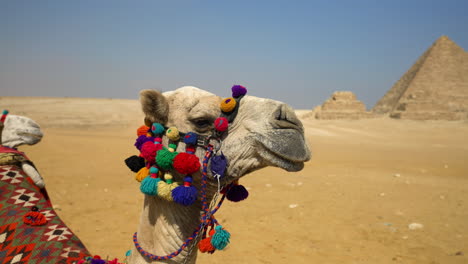 camel with great pyramid of giza blurred in the background near cairo, egypt - close up