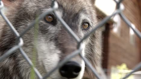 a curious tundra wolf looking at the cameraman through the fence