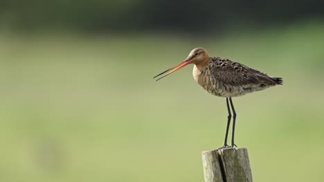 Black-Tailed-Godwit-Perched-on-a-Log-Squawking,-CInematic-Shallow-Depth-of-Field,-Close-Up,-Slow-Motion