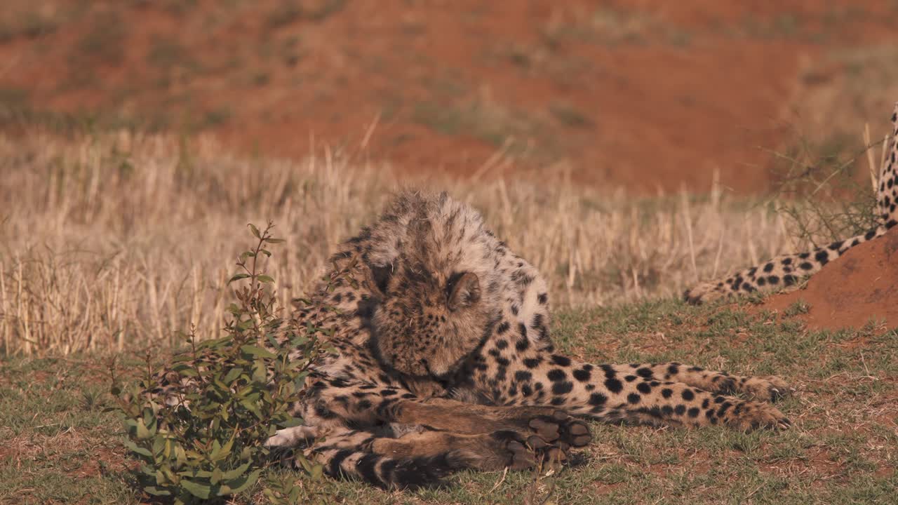 치타는 아프리카 사바나에 누워 혀로 털을 닦는다
