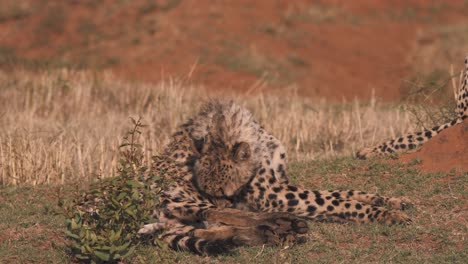 guepardo acostado en la sabana africana, limpiando su pelaje con su lengua