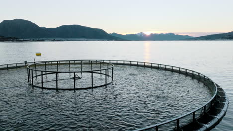 stocked marine pen - lots of salmon breaking the surface