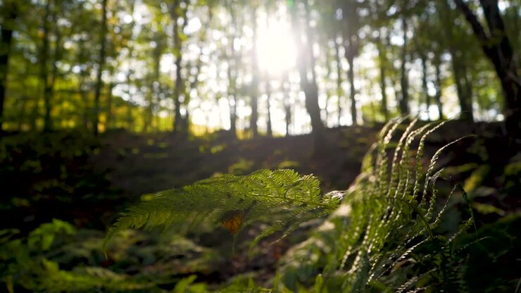 Una felce verde nella foresta