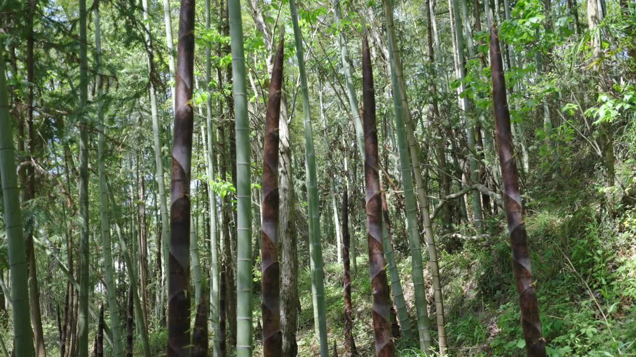 Spring has arrived, and bamboo shoots in the bamboo forest begin to grow rapidly, growing upwards and naturally