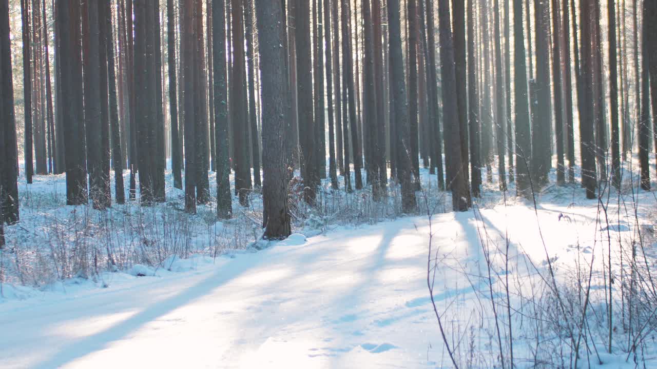겨울의 소나무 숲