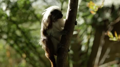 A-curious-but-critically-endangered-cotton-top-tamarin-clings-to-a-tree-in-a-shaft-of-light-while-tentatively-exploring-its-surroundings