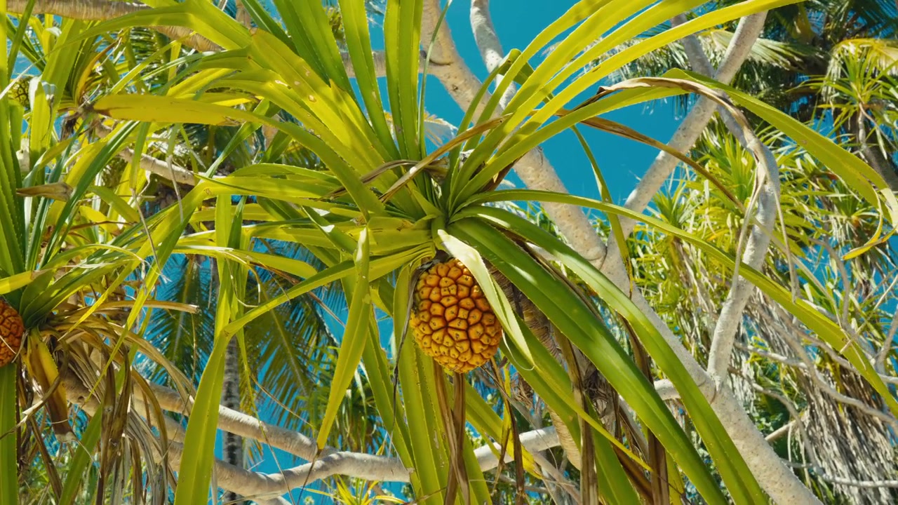 Primo piano di frutto di pandano maturo che cresce su un ramo di albero di pandano sotto un cielo tropicale limpido alle Maldive.