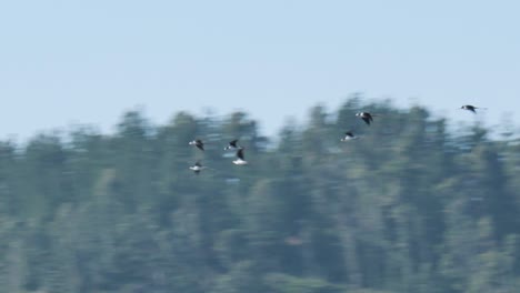 bandada de pájaros volando en formación