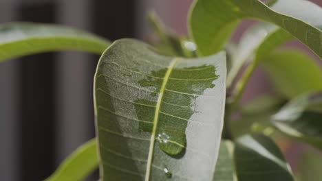 Close-Up-Macro-Shot-of-Water-Droplets-falling-on-Leaves