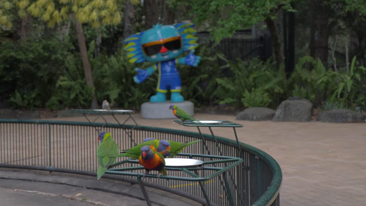 loros arcoíris volando y aterrizando en el comedero de pájaros permanente - mascota borobi en el santuario de vida silvestre currumbin - costa dorada, queensland, australia