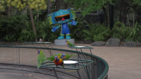 Rainbow-Lorikeets-Fliegen-Und-Landen-Auf-Dem-Stehenden-Vogelhäuschen---Borobi-Maskottchen-Im-Currumbin-Wildlife-Sanctuary---Gold-Coast,-Queensland,-Australien