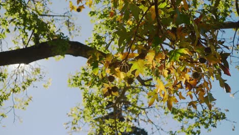 Low-angle-view-of-sweet-gum--autumn-foliage