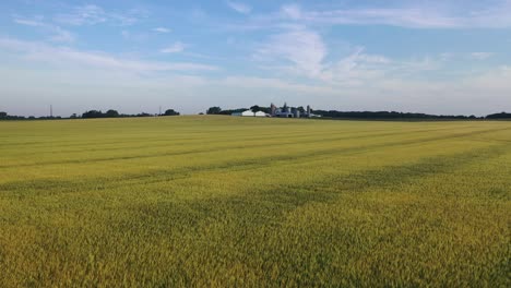 wheat field and farm buildings