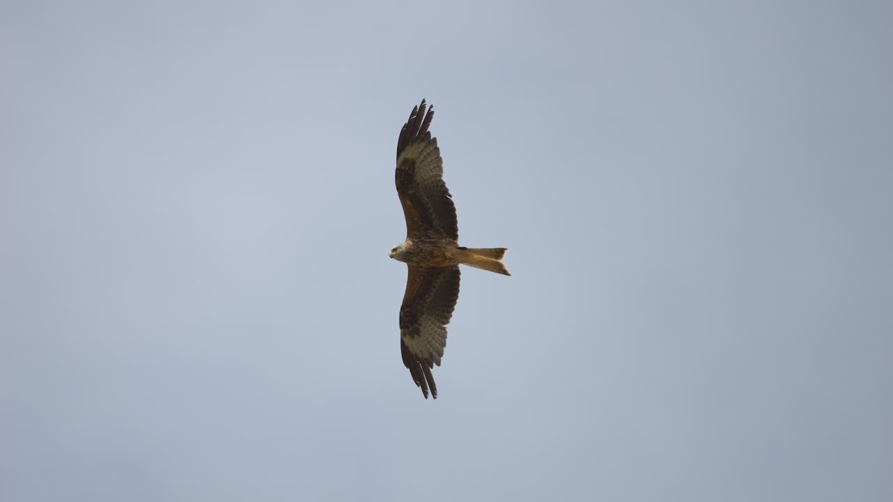 disparo de seguimiento de águila cometa roja volando en el cielo azul durante el día soleado, cazando y observando el valle desde el aire