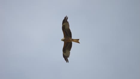 tracking shot of red kite eagle flying at blue sky during sunny day, hunting and observing valley from air