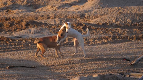 a brown and a white stray dog fight each other devastated war-torn countryside