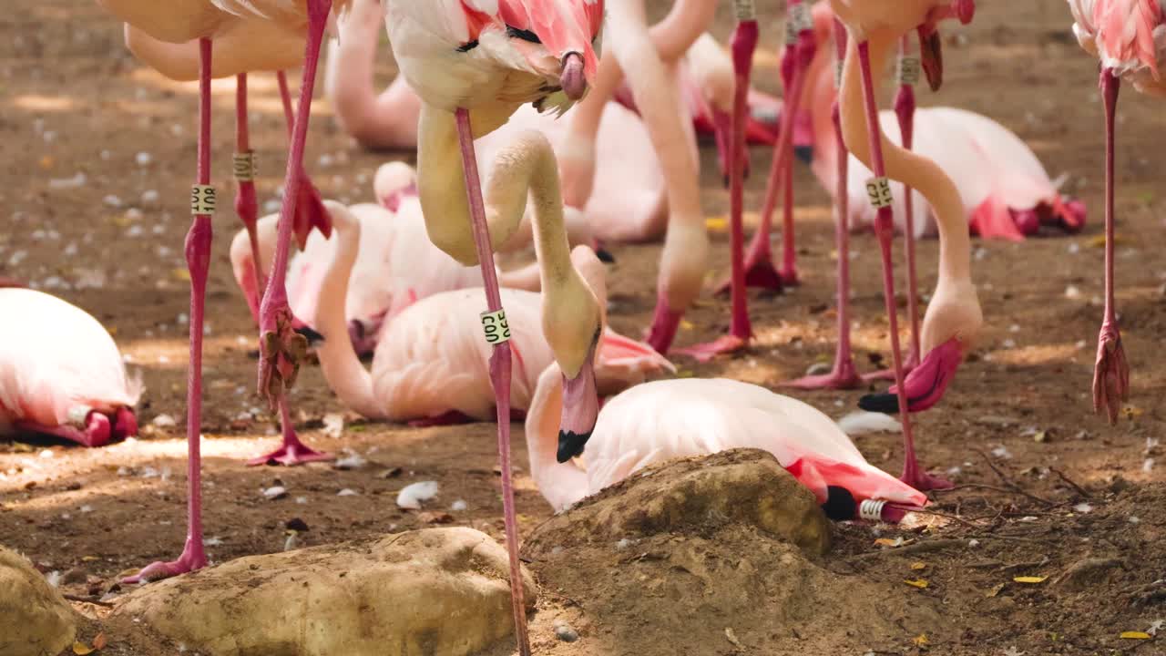 фламинго общаются в парке коулун в гонконге