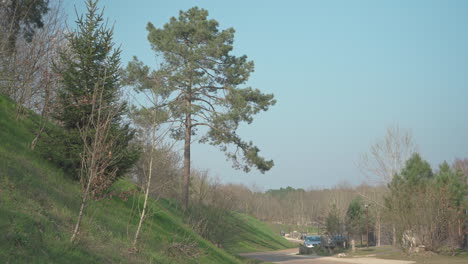 static shot of a very tall pine tree with branches blowing in the wind on a clear sky next to a lonely road