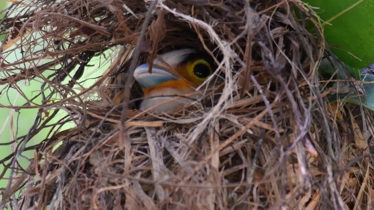 Il beccolargo dal petto argentato è un uccello famoso in Thailandia, sia a livello locale che internazionale.
