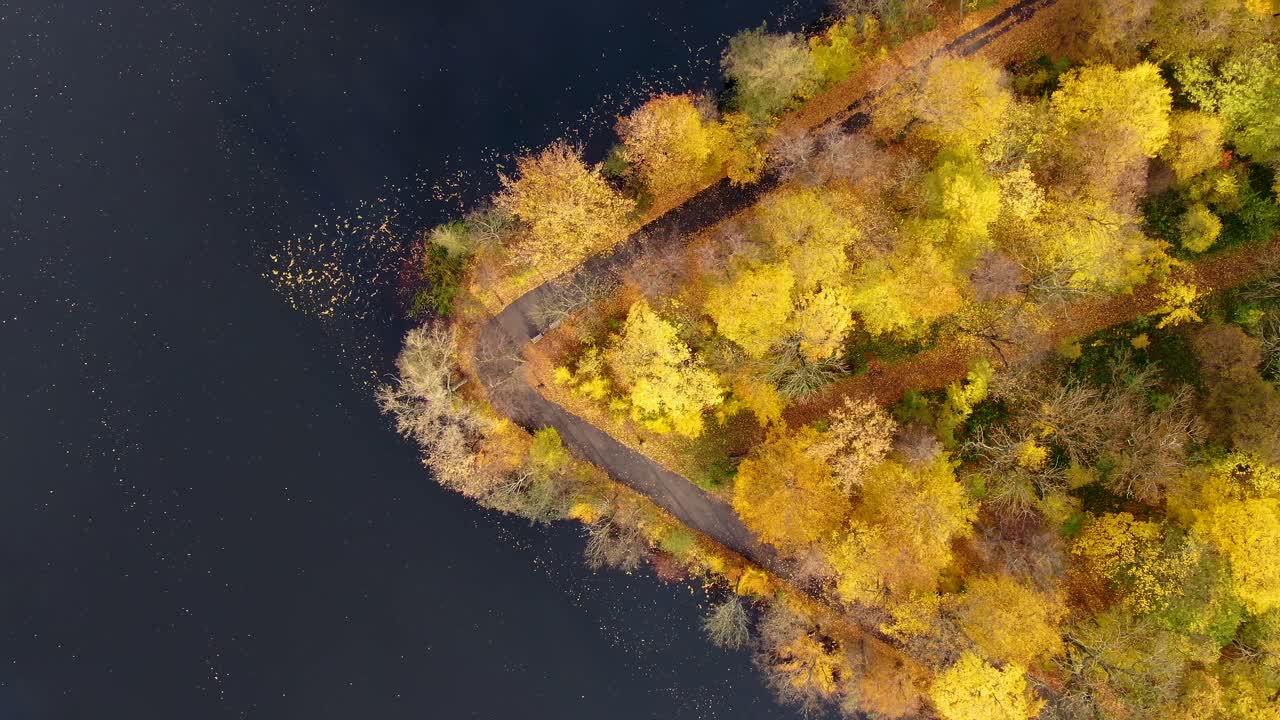 녹색과 노란색 나무가 있는 가을 숲의 공중 하향식 전망