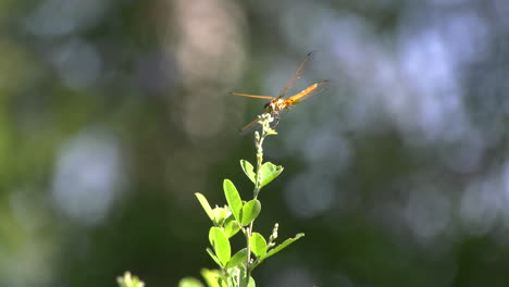 a dragonfly resting on a flower and lifting its wings at the singapore botanic gardens