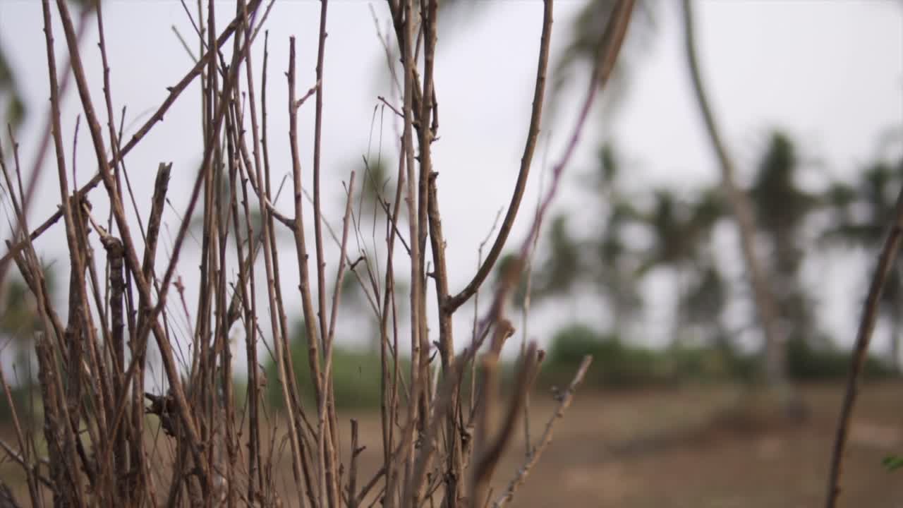 인도 고아 시골 의 숲 가지 들 의 영화적 인 느린 동작 영상