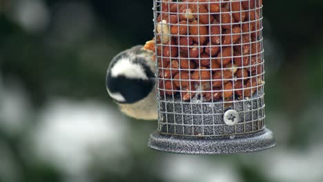 coal tit feeding on peanuts from a bird feeder in a shallow focus snowy environment