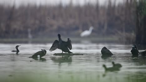 bandada de grandes cormoranes en el estanque de agua por la mañana