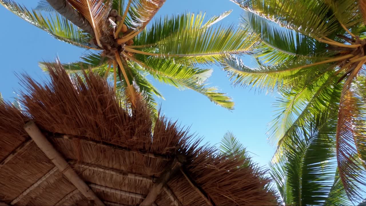 girando mientras mira las palmeras tropicales de coco con sus hojas soplando en el viento y un brillante cielo azul de verano detrás de ellas, así como una sombrilla de paja en un resort en méxico cerca de cancún