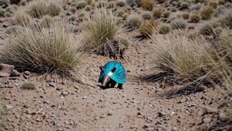 armadillo in a blue armor in the desert