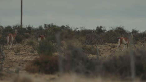 guanaco entrando a un parque eólico