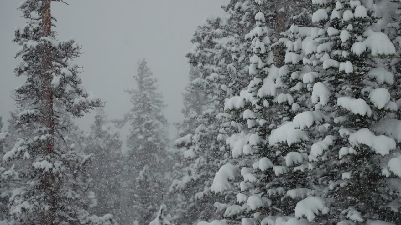 бэккантри бертуд-пасс колорадо супер медленная съемка снег снежная весна зима страна чудес снежная буря белый глубокий снежный порошок на сосновом дереве национальный лес скалистые горы статический снимок
